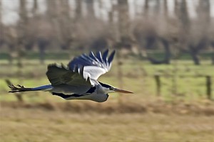 reiger