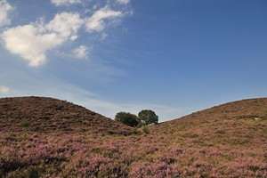 Veluwezoom in de zomer