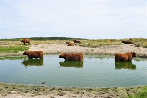 Hooglanders - Vlieland