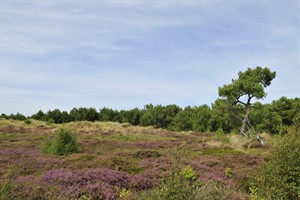 Vlieland