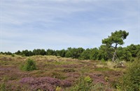 Vlieland