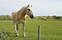 Vlieland