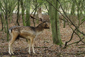 Amsterdams Waterleidingduinen