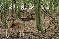 Amsterdams Waterleidingduinen