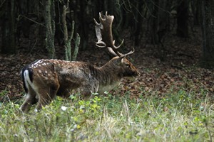 Amterdamse Waterleidingduinen