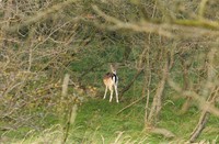 Amterdamse Waterleidingduinen