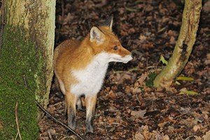 Amterdamse Waterleidingduinen