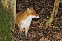 Amterdamse Waterleidingduinen, Amterdamse Waterleidingduinen