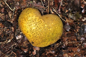 aardappel bovist - Amterdamse Waterleidingduinen