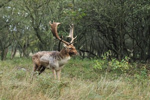 Amterdamse Waterleidingduinen