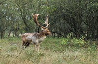 Amterdamse Waterleidingduinen, Amterdamse Waterleidingduinen