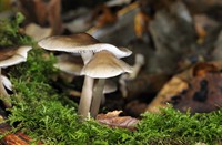 Mycena - Amterdamse Waterleidingduinen, Amterdamse Waterleidingduinen