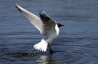 Schiermonnikoog