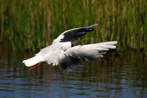 Kokmeeuw - Schiermonnikoog