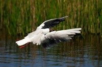 Kokmeeuw - Schiermonnikoog