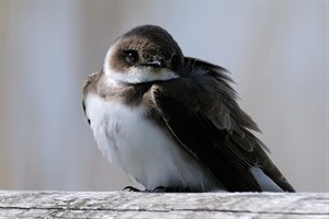 Lauwersmeer