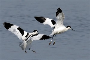 Kluten - Lauwersmeer