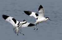 Kluten - Lauwersmeer, Nationaal Park Lauwersmeer