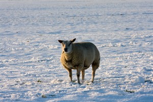 schaap op het sneeuwwei