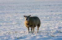 schaap op het sneeuwwei