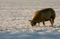 schaap zoekt gras in het sneeuw