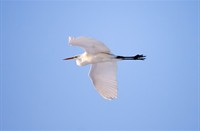 Zilverreiger 