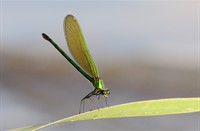 Libelle, Turkije