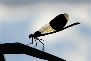 Libelle met tegen licht