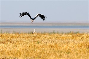 KLM Vliegtuig (Ooievaar)