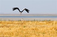 KLM Vliegtuig (Ooievaar), Turkije