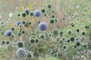 Distel