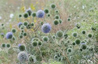 Distel, Turkije