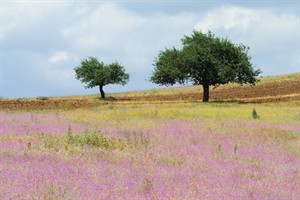 Landschap