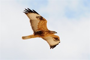 Buizerd