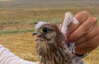 Uit de nest gevallen jonkie, Kleine Torenvalk