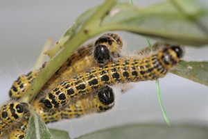 rupsen van Wapendrager nachtvlinder