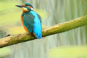 Ijsvogel in de Baardwijkse Overlaat