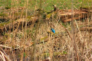 Eerste ijsvogeltje gespot in 2010 in de Baardwijkse Overlaat