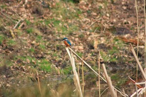 Ijsvogel