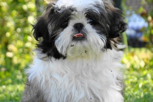 Mijn lieve shih tzu Amy