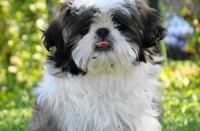 Mijn lieve shih tzu Amy, shsih tzu, amy, hond