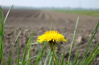 bloem, bloemen, gele bloem