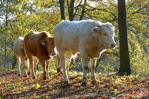 Koeien Baardwijkse Overlaat