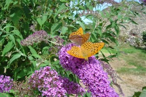 Oranje