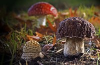 Herfstplaatje, Aalten (bij ons in de tuin), Vliegenzwammen