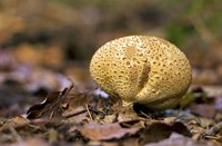 Aardappelbovist, Woold (gemeente Winterswijk), Gele Aardappelbovist