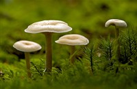 Paddestoelen, Woold (gemeente Winterswijk)