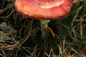 Nationaal Park Loonse en Drunense Duinen