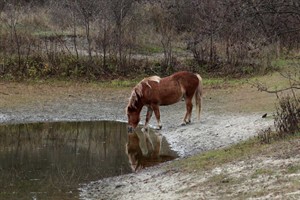 Paarden van Tenelleplas