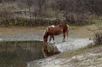 Paarden van Tenelleplas, Tenelleplas